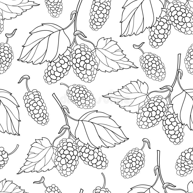 Vector seamless pattern with outline Mulberry or Morus bunch with berry and leaf in black on the white background. royalty free illustration