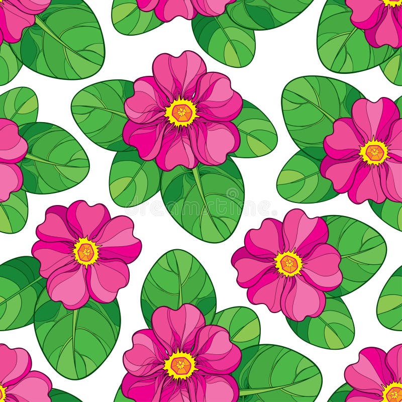 Vector seamless pattern with outline pink Primula or Primrose flower and green leaves on the white background. vector illustration