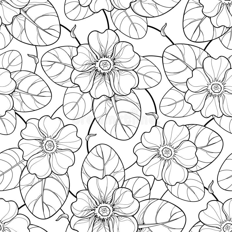 Vector seamless pattern with outline Primula or Primrose flower and leaf in black on the white background. Floral pattern. royalty free illustration