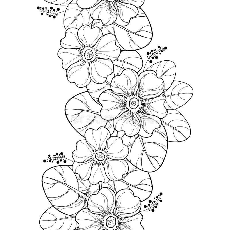 Vector seamless pattern with outline Primula or Primrose flower and leaves in black on the white background. Vertical border. vector illustration