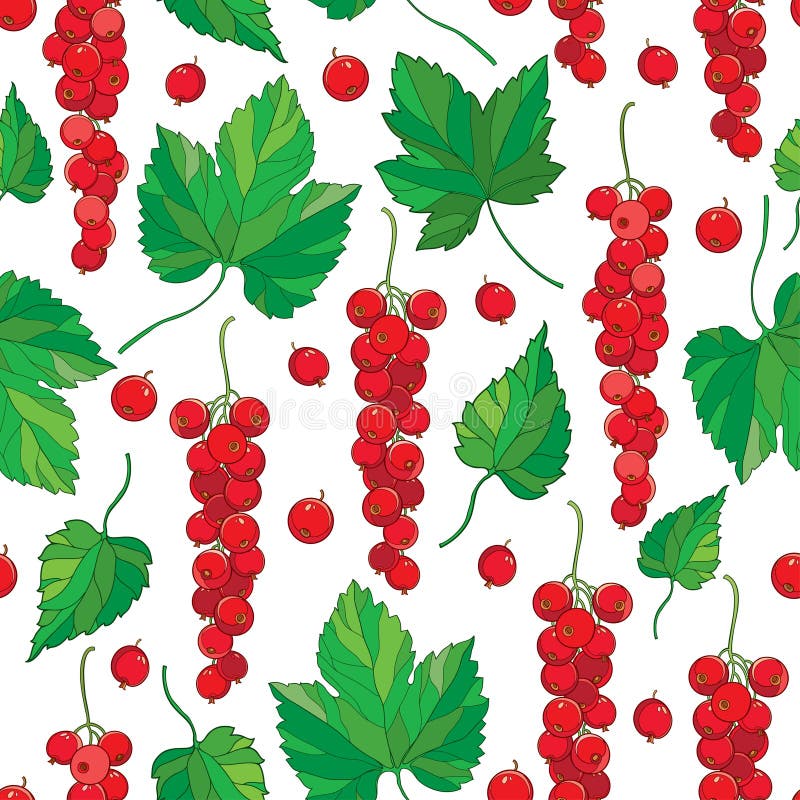 Vector seamless pattern with outline Red currant berry bunch and green leaves on the white background. Background with red berry. vector illustration
