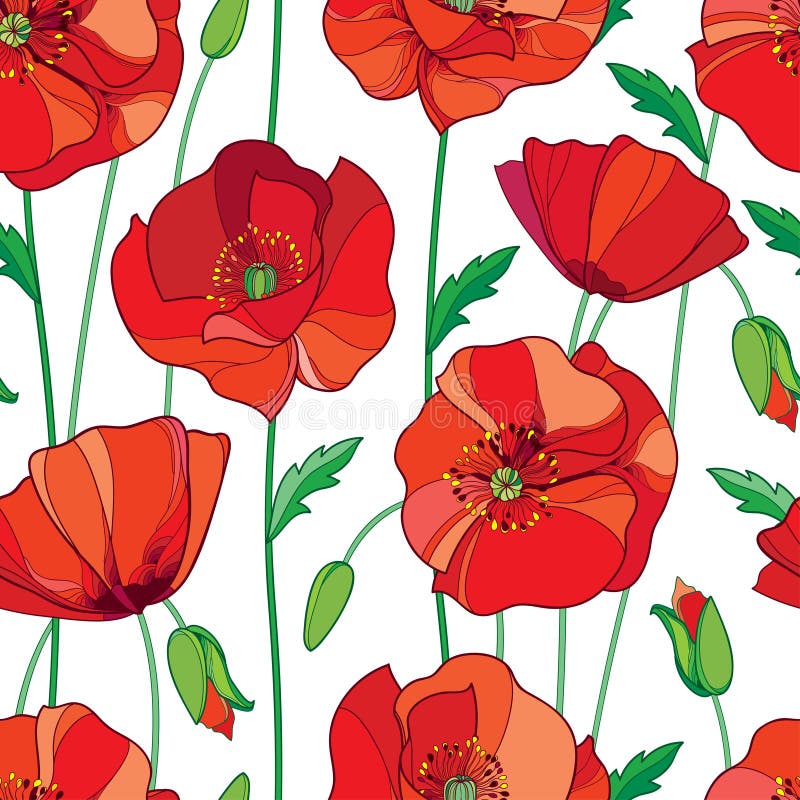 Vector seamless pattern with outline red Poppy flower, bud and green leaves on the white background. Elegance floral background.