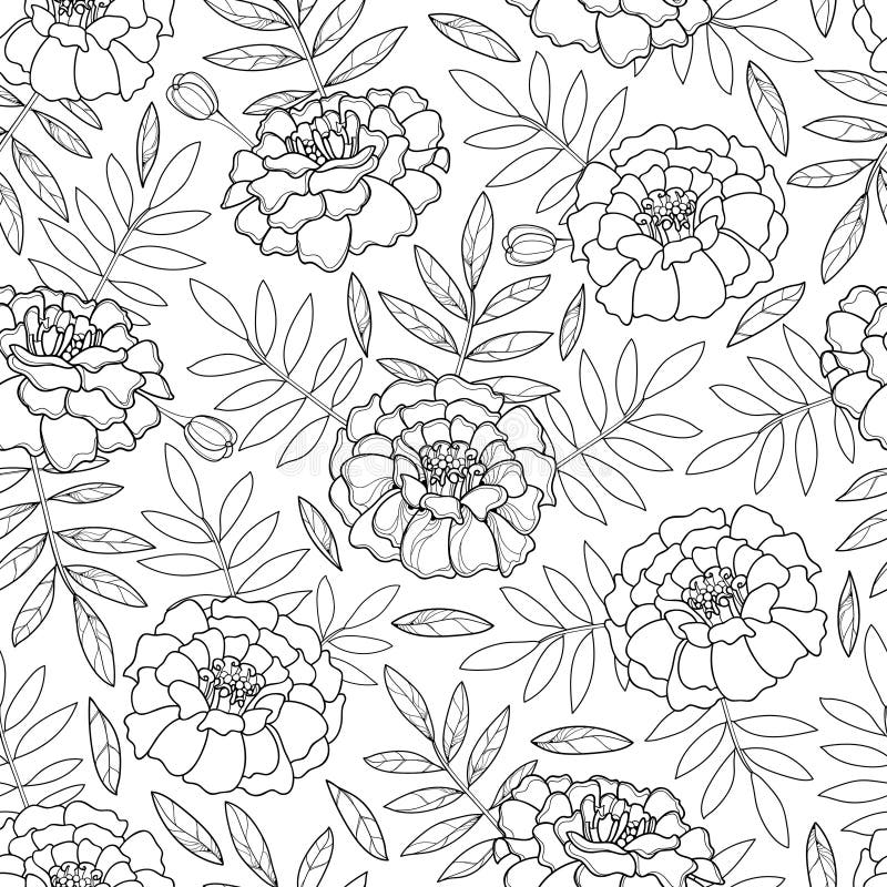 Vector seamless pattern with outline Tagetes or Marigold flower and leaves in black on the white background. royalty free illustration