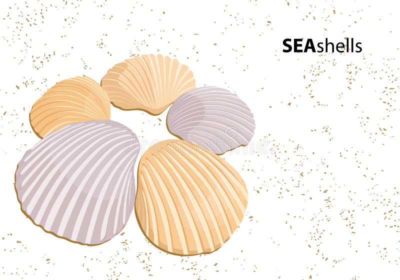 Vector seashells