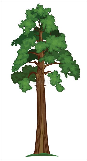 Sequoia Tree Stock Illustrations – 920 Sequoia Tree Stock Illustrations ...