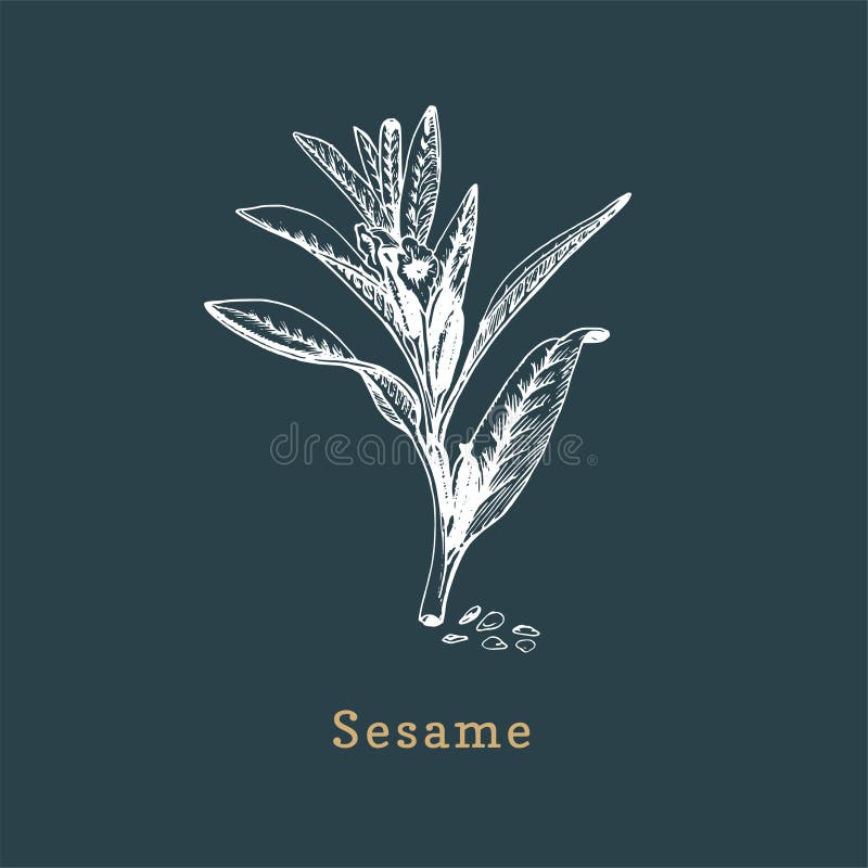 Vector Sesame sketch. Drawn spice herb in engraving style. Botanical illustration of organic, eco plant.