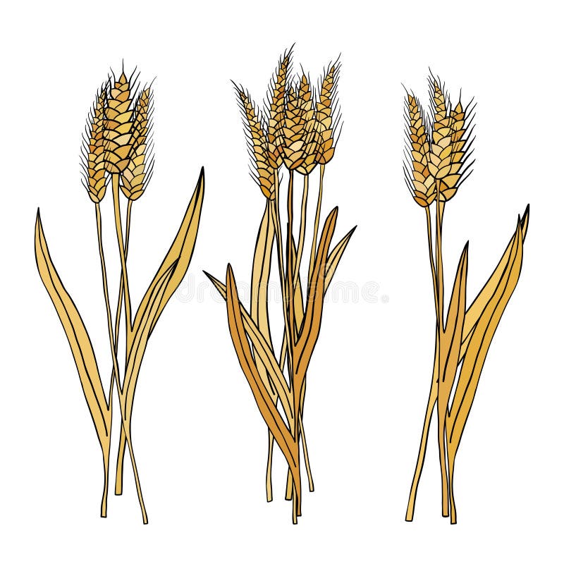 Set of Cartoon Doodle Wheat Sheaves Stock Illustration - Illustration ...