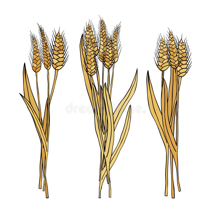 Set Of Cartoon Doodle Wheat Sheaves Stock Illustration - Illustration ...