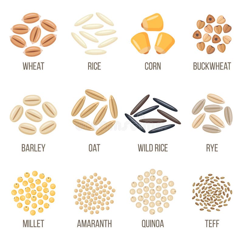 Types Of Grains Food