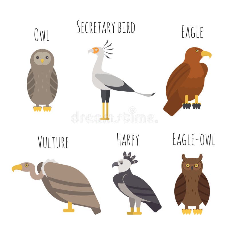 birds of prey eyes vector birds of prey eyes vector