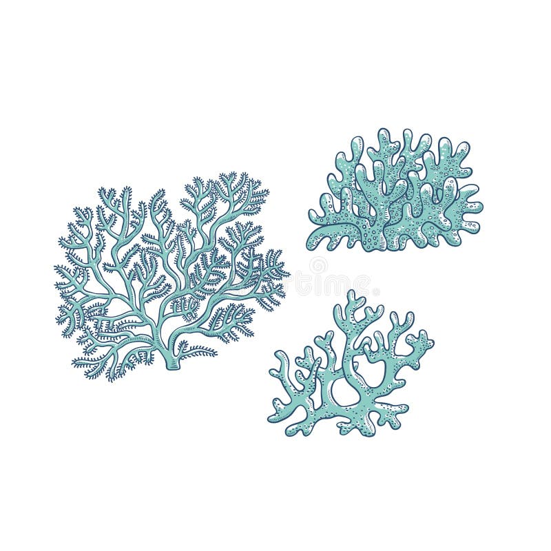 Vector set corals. Three types polyps monochrome outline sketch illustration isolated on white background for design of tourist cards logos on marine theme