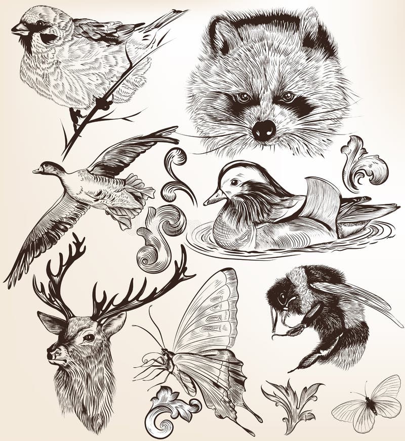 Vector Set Of Detailed Hand Drawn Animals In Vintage Style Royalty Free