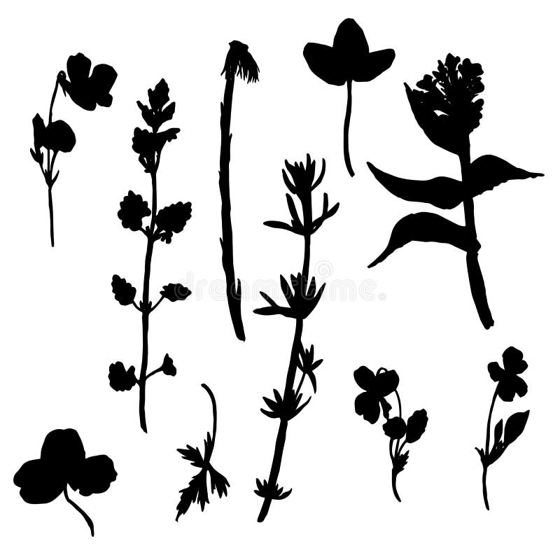 Vector Set of Drawing Plants Silhouettes Stock Vector - Illustration of ...