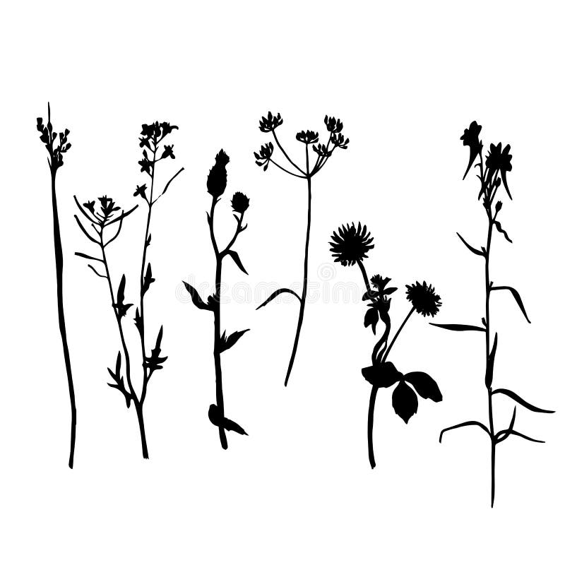 Vector Set of Drawing Plants Silhouettes Stock Vector - Illustration of ...