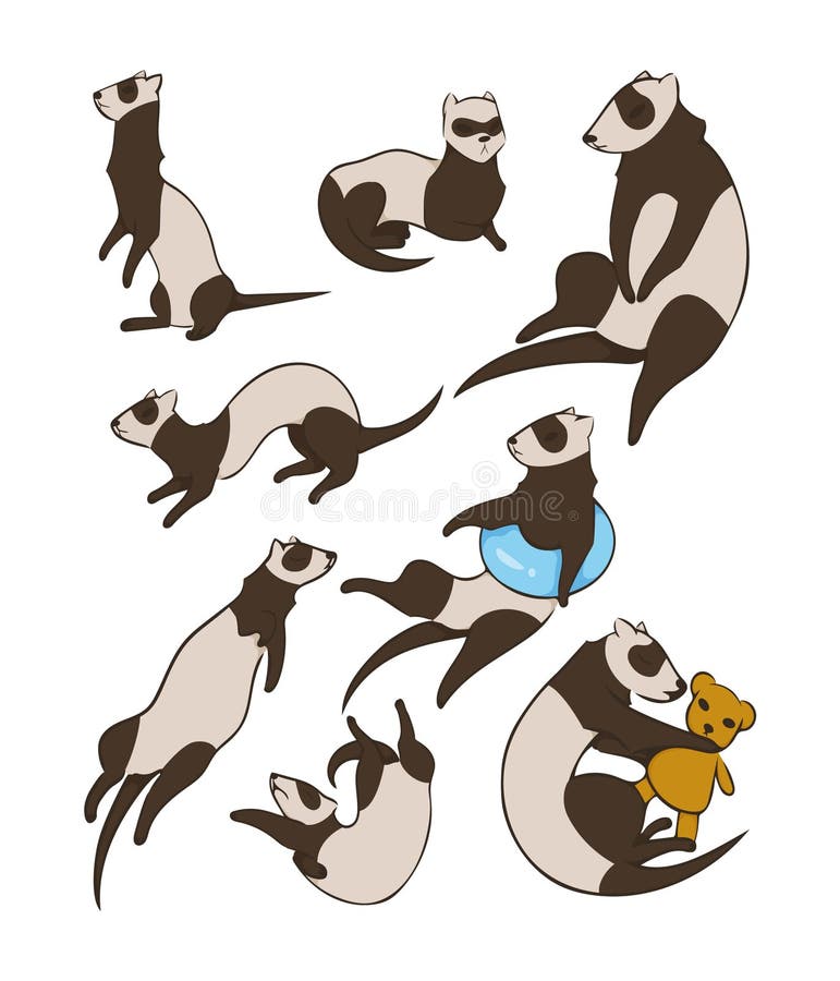 Vector Set of Ferrets. Different Poses. Illustration Isolated on White