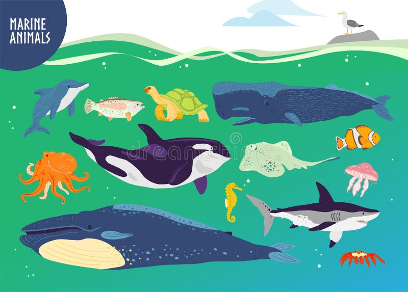 Vector set of flat hand drawn cute marine animals: whale, dolphin, fish, shark, jellyfish. vector illustration Vector set of flat hand drawn cute marine animals: whale, dolphin, fish, shark, jellyfish. vector illustration