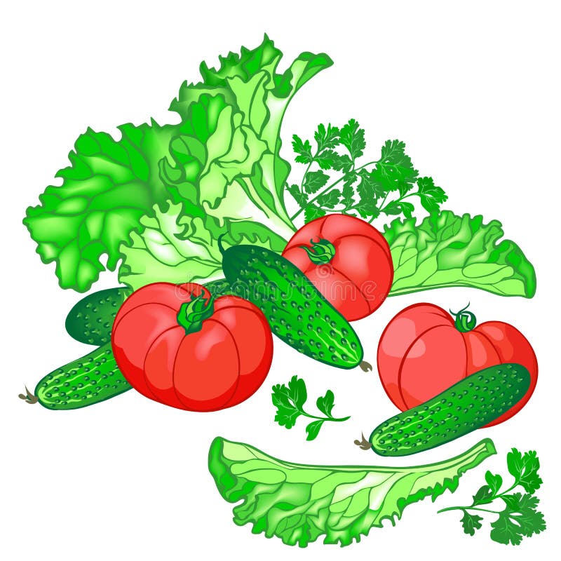 Vector Set of Fresh Vegetables for the Salad of Cucumbers, Tomatoes