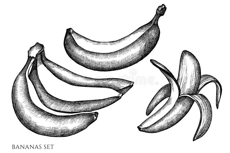 Vector Set of Hand Drawn Black and White Bananas Stock Vector ...