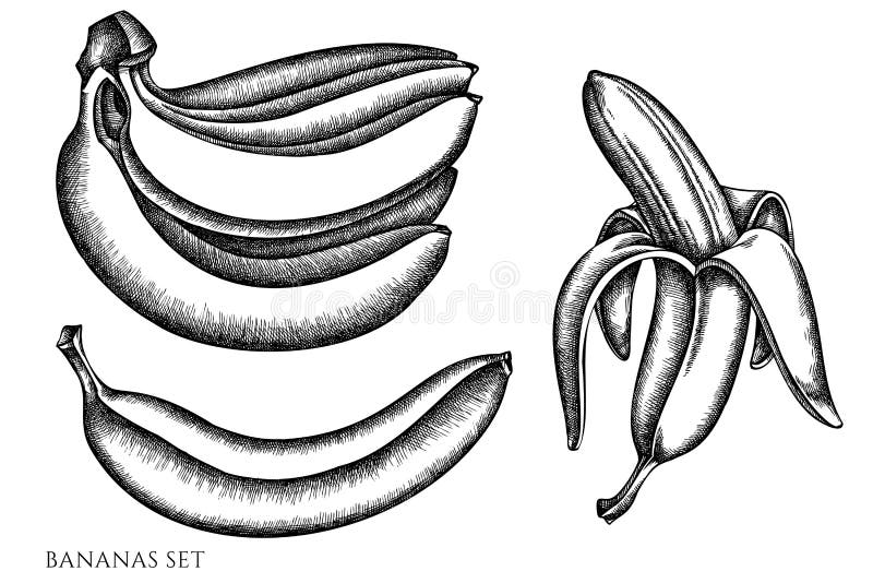 Vector Set of Hand Drawn Black and White Bananas Stock Vector ...