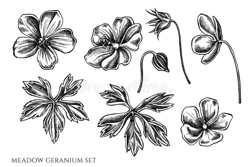 Top 71 geranium flower tattoo latest  incdgdbentre