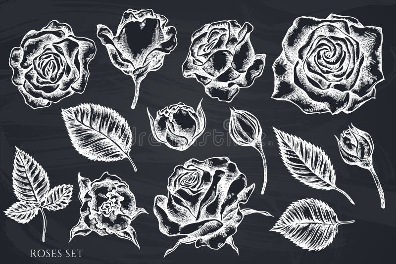 Vector Set of Hand Drawn Chalk Roses Stock Vector Illustration of
