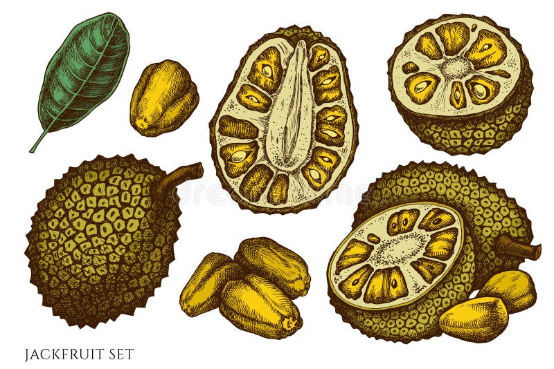 Vector Set of Hand Drawn Colored Jackfruit Stock Vector Illustration of exotic, sketch 223539632