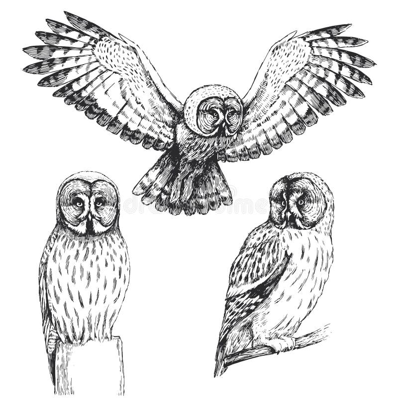 8 Awesome easy owl drawings in pencil images | Owls drawing, Owl sketch,  Pencil drawings