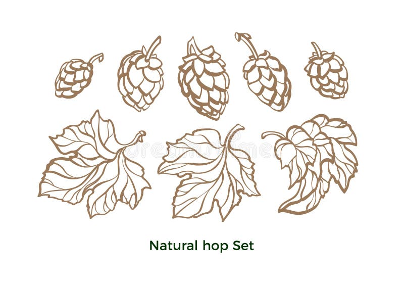 Vector set of hop. Natural beer. Organic element isolate