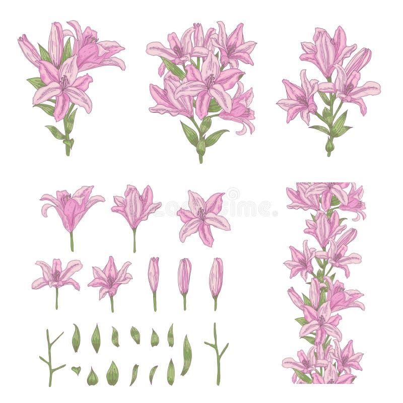 Vector set of light pink lily flowers isolated on white