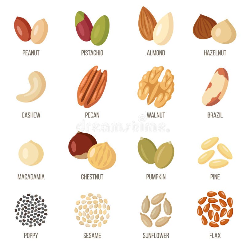 Diferite tipuri de fructe cu coajă și semințe. ilustrare vectorială. vector illustration