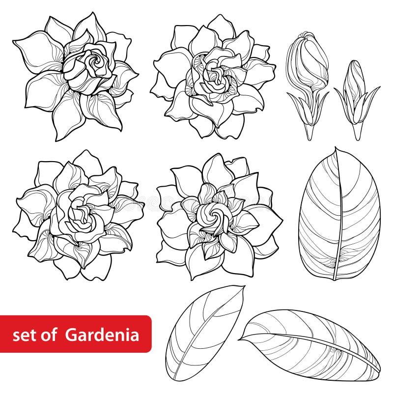 Gardenia Tattoo by Adam Lauricella: TattooNOW