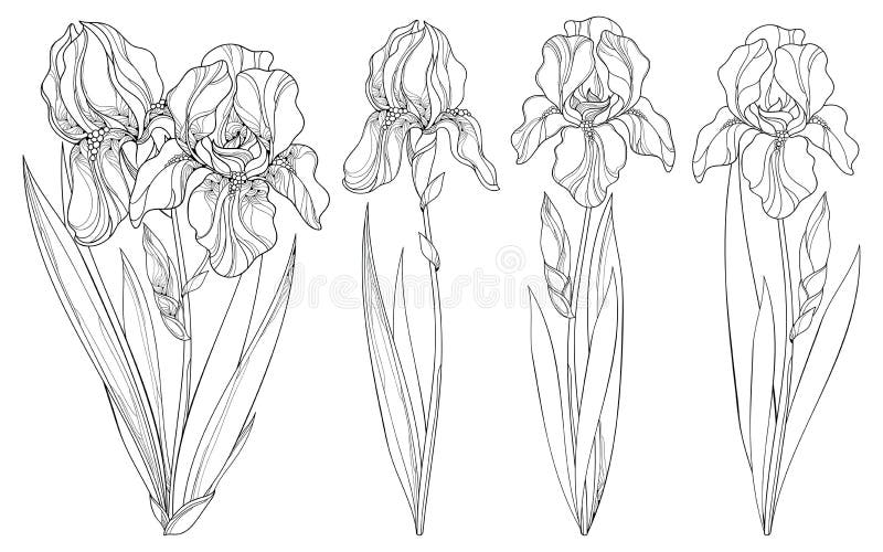 Vector Set with Delphinium or Larkspur. Flower, Bunch, Bud and Leaf in ...