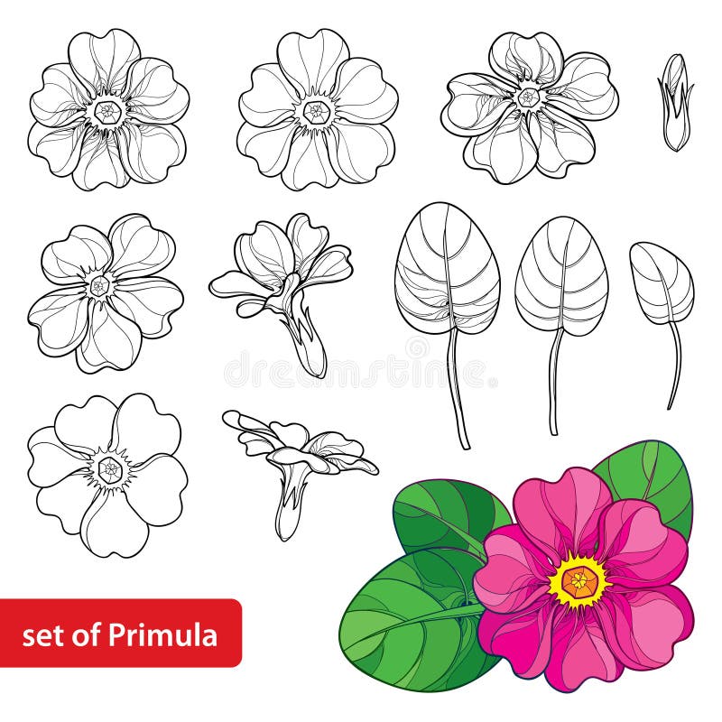 Vector set with outline Primula or Primrose flower, leaves and bud in black and pink isolated on white background. Spring blossom.