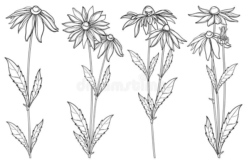 Vector set with outline Rudbeckia hirta or black-eyed Susan flower bunch, ornate leaf and bud in black isolated on white back.