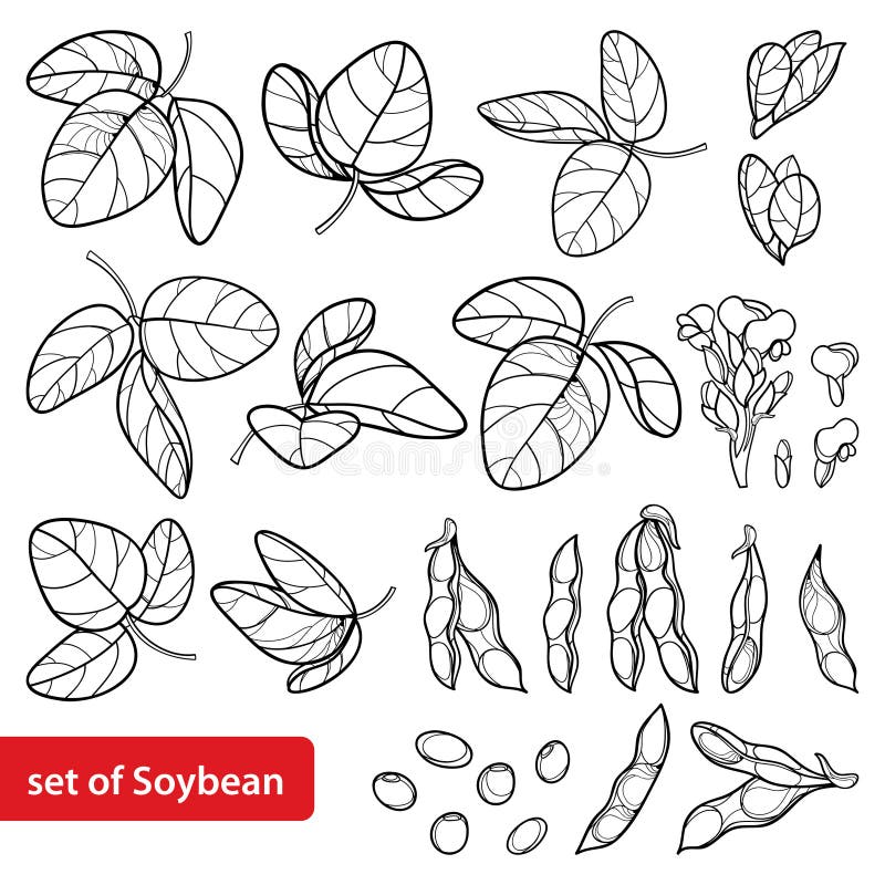 Soybean bowl and pods hand drawn sketch on white background. 5895760 Vector  Art at Vecteezy
