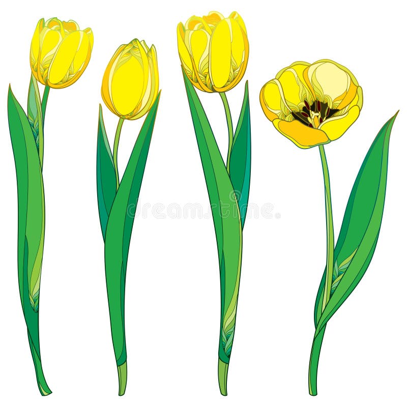Details about   Flower Yellow Tulips Painting Card With Envelope 
