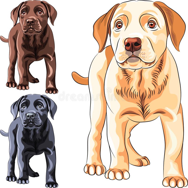 Vector set puppy dog breed Labrador Retriever