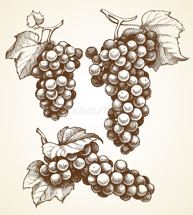 Vector Set Sketch Hand Drawn Grapes Stock Vector Illustration of