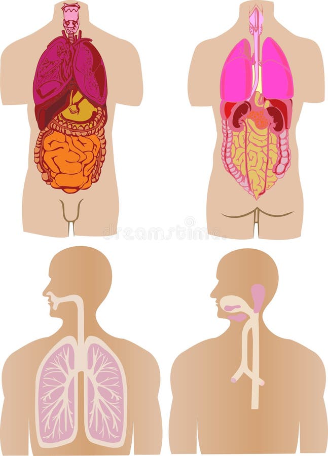 vector set a stomach of a gut a liver