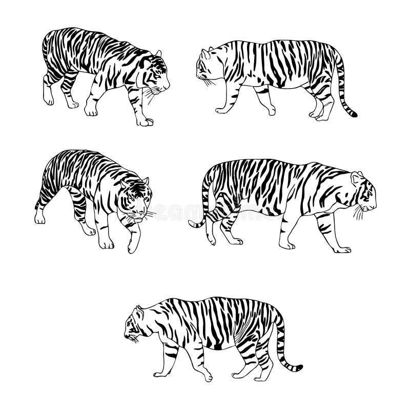 Vector set of tigers stock vector. Illustration of head - 95580056