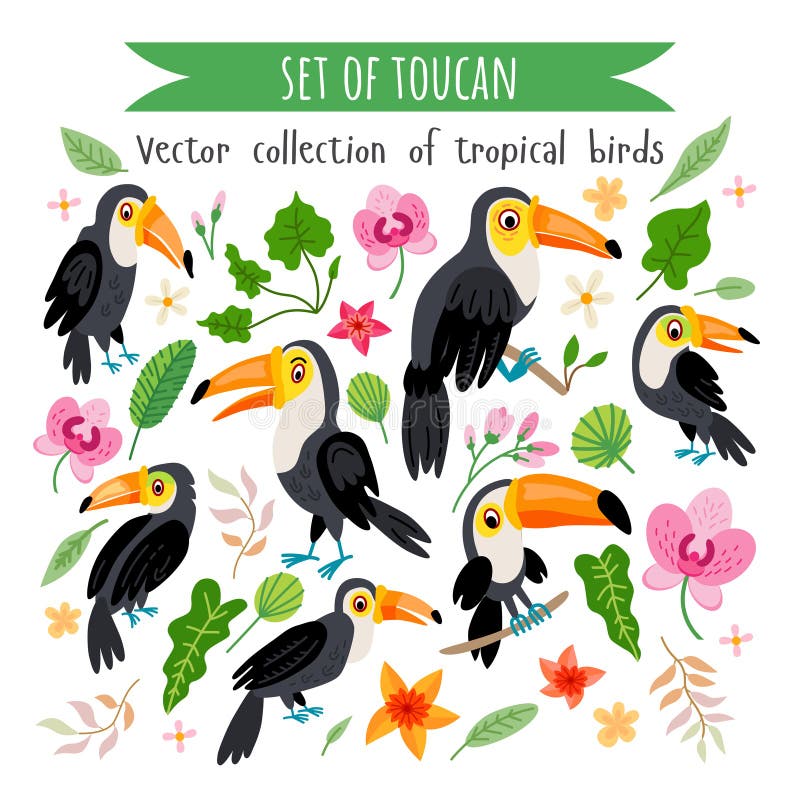 Set of toucans stock vector. Illustration of exotic, yellow - 32261323