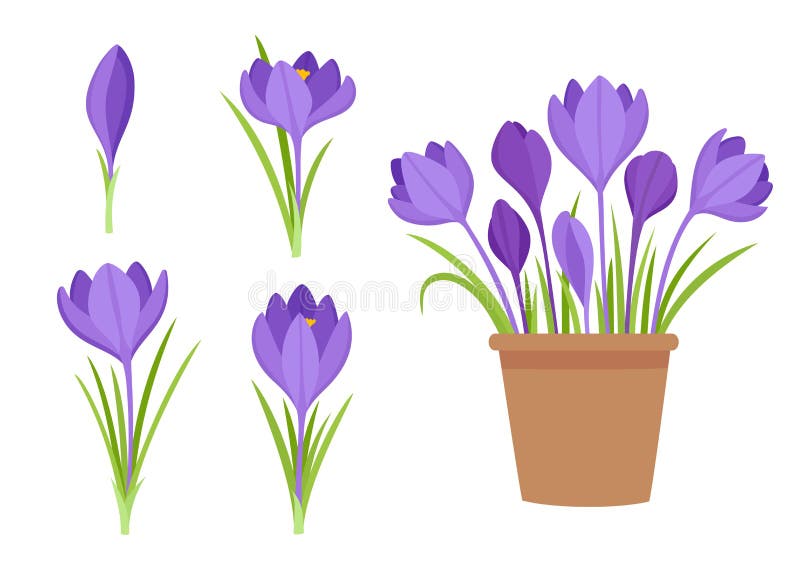 Vector set of violet crocus flowers and flowers in pot