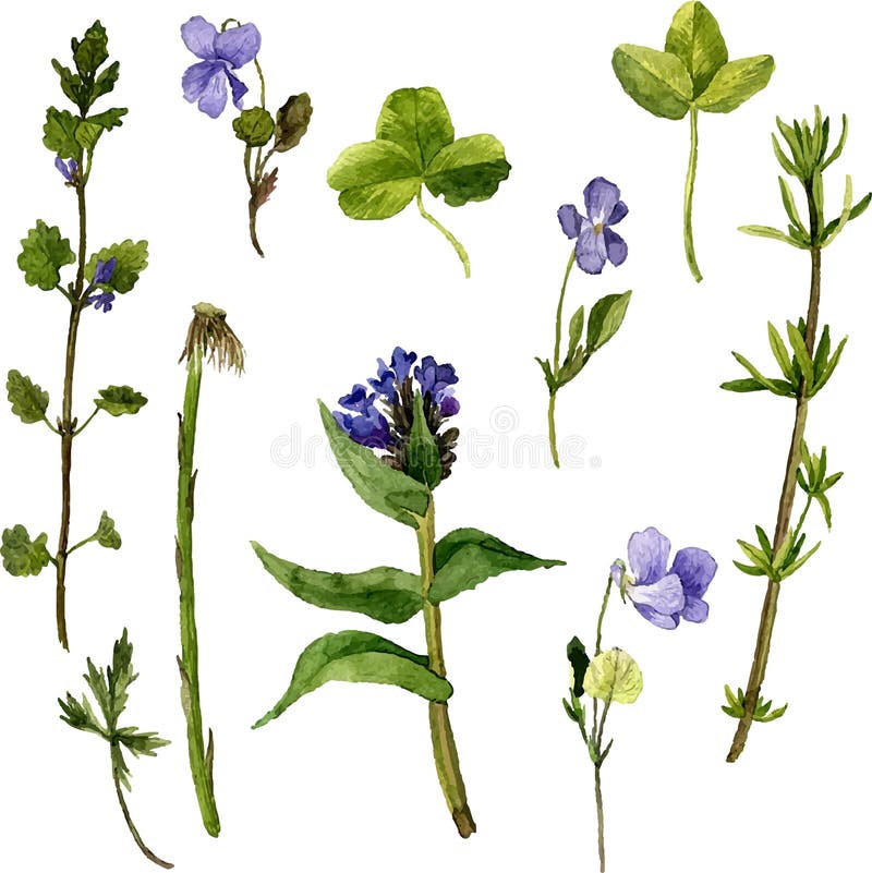 Vector set of watercolor drawing herbs and leaves vector illustration Vector set of watercolor drawing herbs and leaves vector illustration