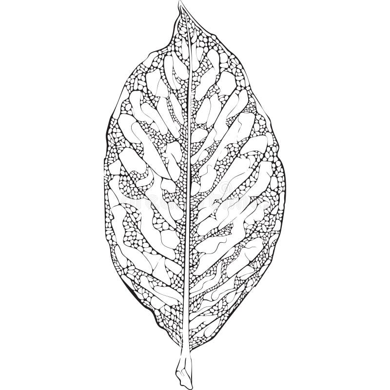 Vector silhouette leaf with holes