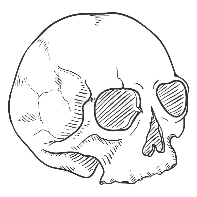 Vector Single Sketch Illustration - Human Skull without Lower Jaw Stock ...