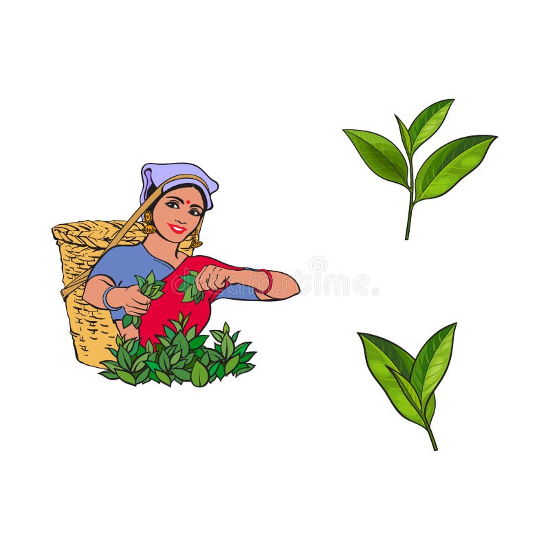 Vector sketch local woman, tea leaves set