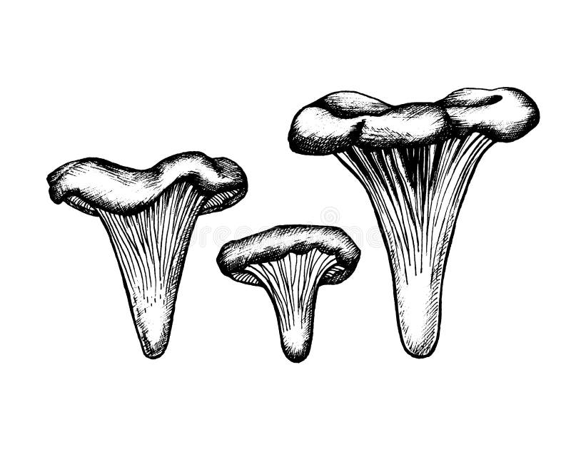 Chanterelles Mushrooms Stock Illustrations – 1,092 Chanterelles ...