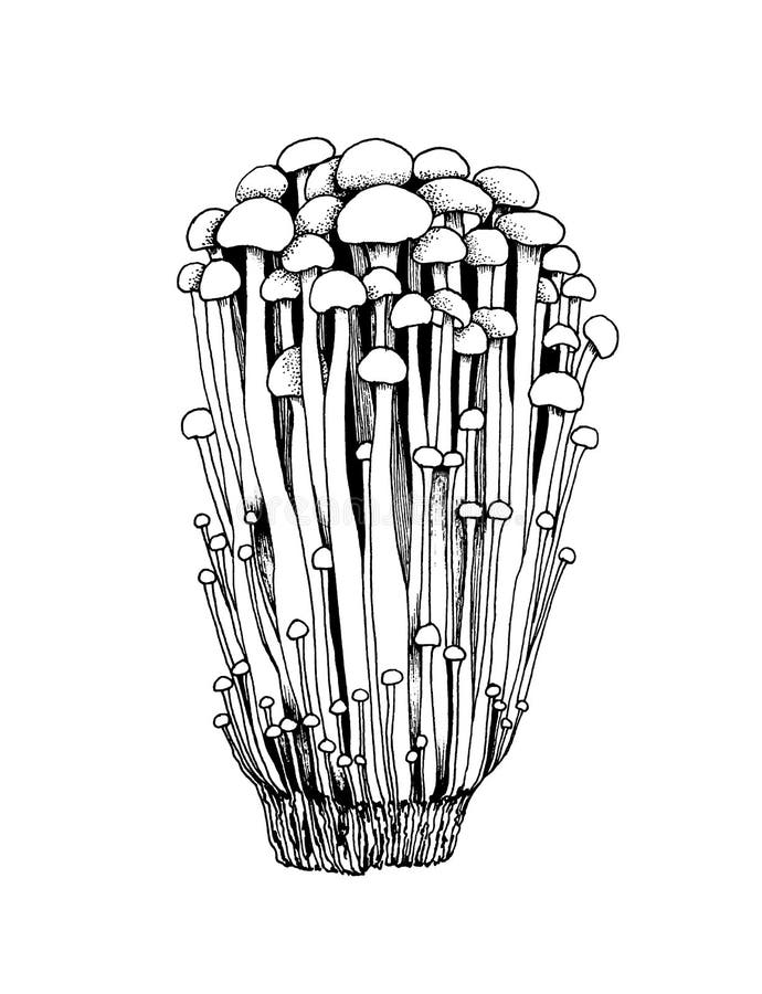 Vector Sketch Enoki Mushrooms Stock Illustration - Illustration of ...