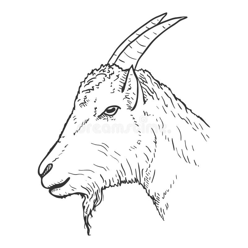 Nannygoat Stock Illustrations 53 Nannygoat Stock Illustrations Vectors Clipart Dreamstime