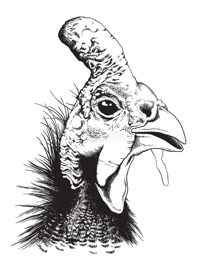 Vector sketch of a helmeted guinea fowl